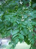 Koelreuteria paniculata